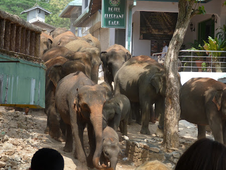 Imagini Sri Lanka: elefantii vin la apa