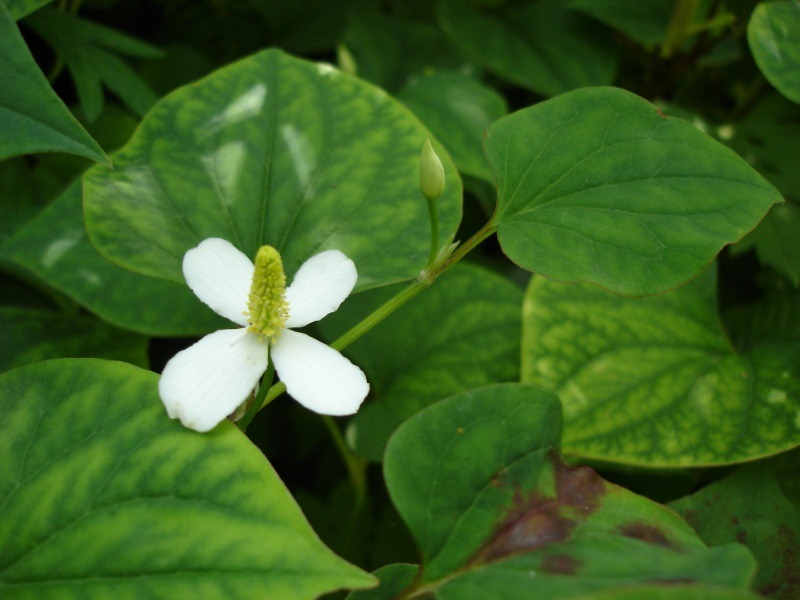 [Houttuynia_cordata%255B3%255D.jpg]