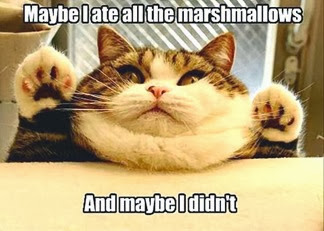 Marshmallow over eating cat