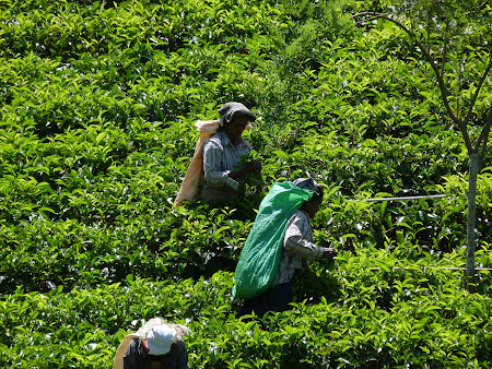 Culegatoare de ceai in Sri Lanka