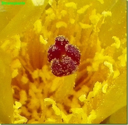 Pterocactus tuberosus pistillo rosso