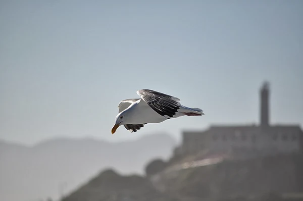 自由飛翔的海鷗