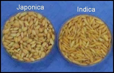  japonica and Indica rice