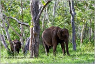 _P6A1691_wild_elephants_mudumalai_bandipur_sanctuary 