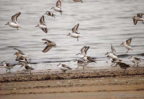 10. shorebirds plum island