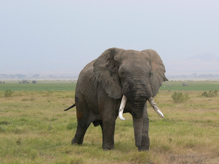 Safari Kenya: Elefant la Amboseli