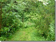 dp woodland path