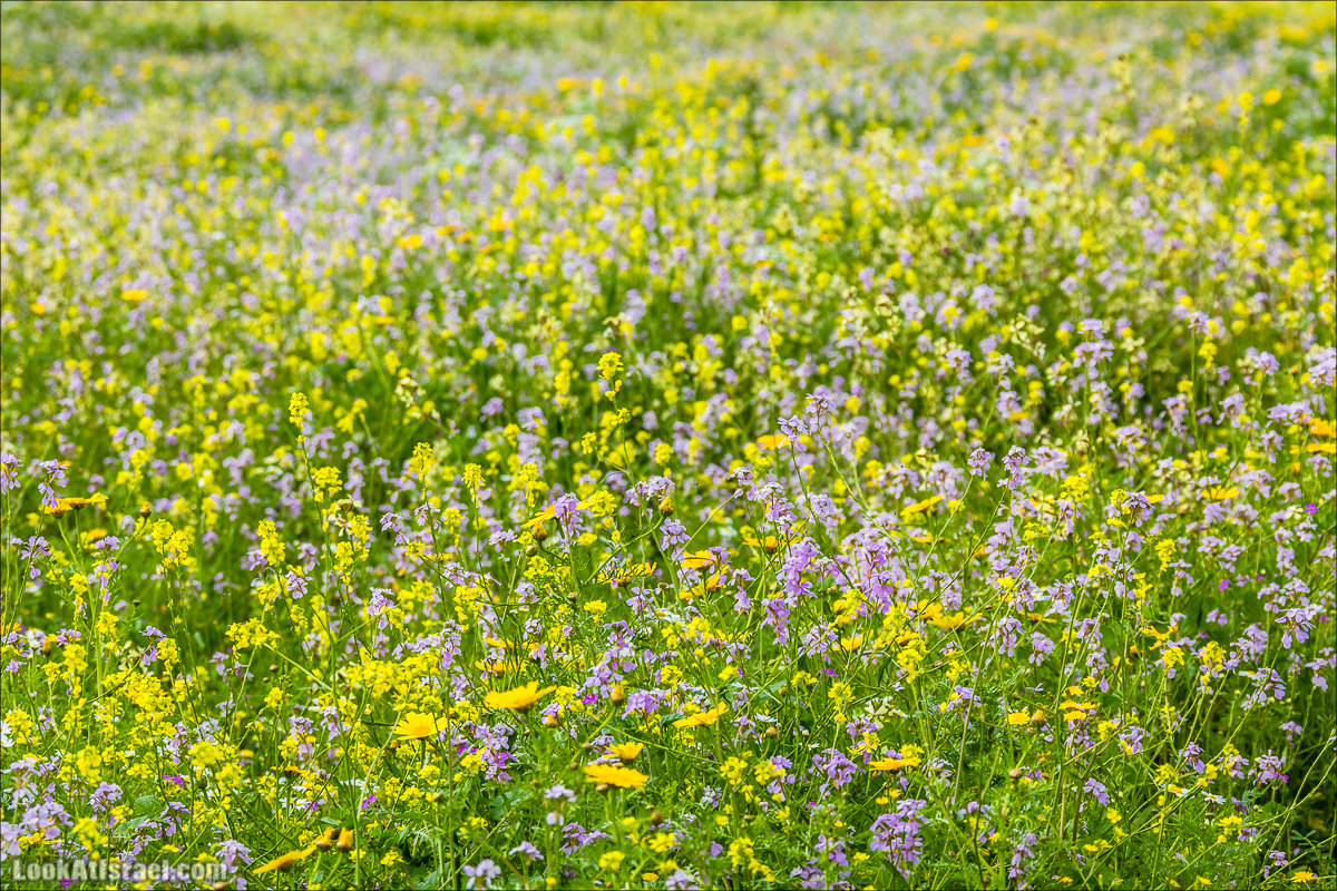 LookAtIsrael.com - Ручей (нахаль) Талкид | Nahal Talkid | נחל תלקיד