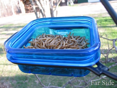 The dehydrated meal worms