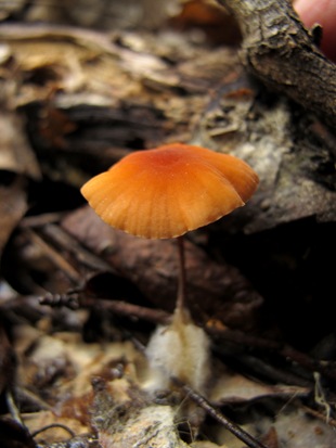 orange mushroom