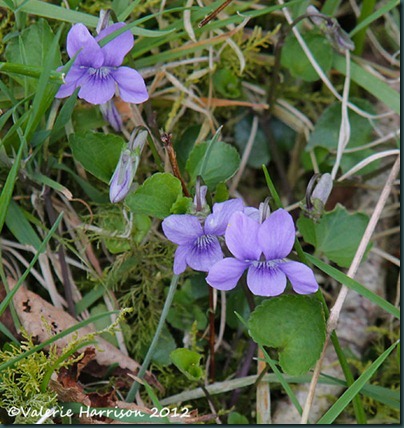 23-dog-violets