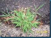 crabgrass in lawn