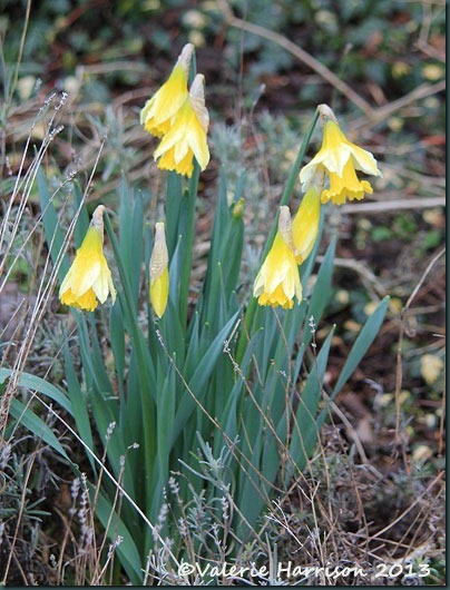 37-wild-daffodils
