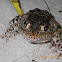 Florida gopher frog