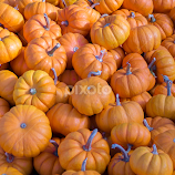 Pumpkins by Vikram Mehta -  