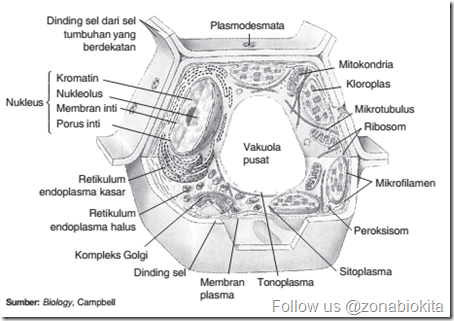 Struktur Sel Eukariotik