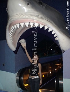 Shark Aquarium 09