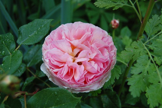 abraham darby english rose