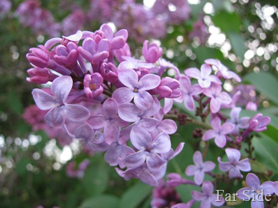 Lilacs in town May 14
