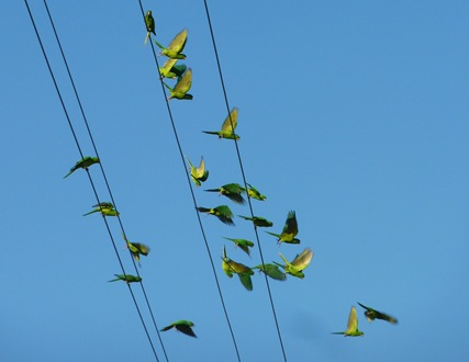 Green Parakeets coming in for a landing on power lines Mission, Texas