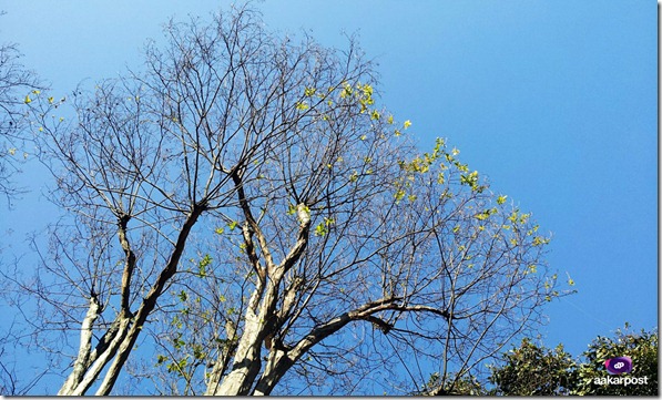 Blue-Sky-and-Trees-as-I-see-from-Garden-of-Dreams