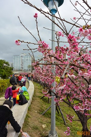 0202 006 -  內溝溪賞櫻步道