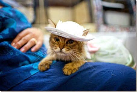 moda-gato-sombrero