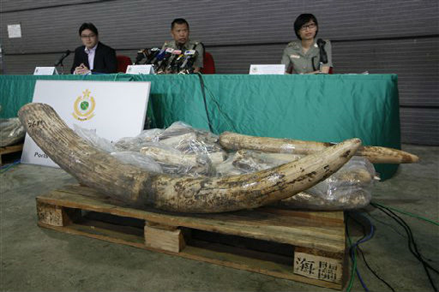 Vincent Wong, center, group head of Port Control from Hong Kong Customs, speaks with ivory tusks confiscated during a news conference in Hong Kong on Friday. Hong Kong customs officers have made their second big seizure of illegal ivory in less than a month after confiscating more than a ton of the elephant tusks worth $1.4 million, officials said Friday. Officers discovered 569 pieces of ivory tusks weighing 1,330 kilograms (2,930 pounds) on 15 November 2012. Kin Cheung / AP