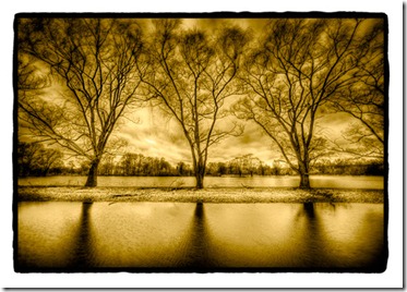 Dan_Burkholder_Three_Trees_near_Water