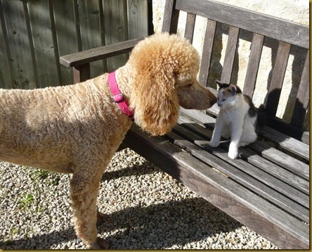 Lulu meets Daisy8