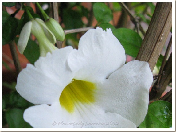 12-15-white-thunbergia