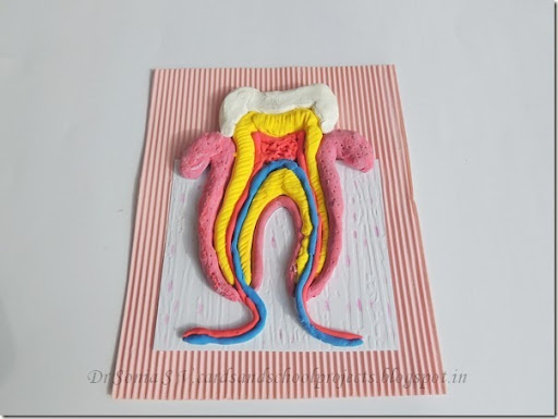 teeth model with clay