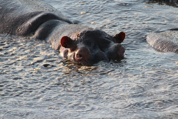 [October-20-2012-hippo-looking-at-you%255B2%255D.jpg]
