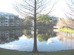 Florida 3.2013 Marriott Cypress Harbour view near room2