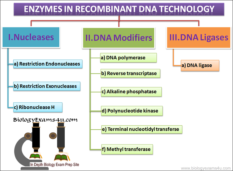 Enzymes in rDNA or Recombinant DNA Technology