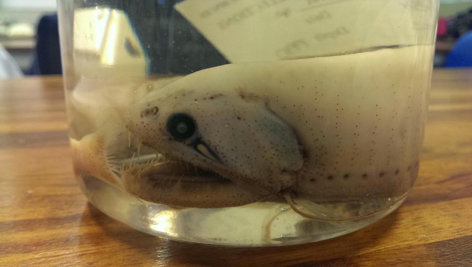 Mir at university A lesson in deep sea biology