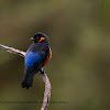 Scarlet-bellied Mountain Tanager