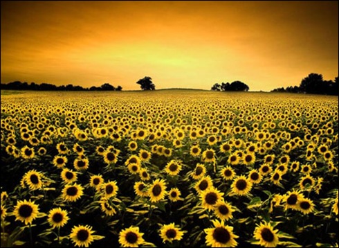 Sunflower-landscape