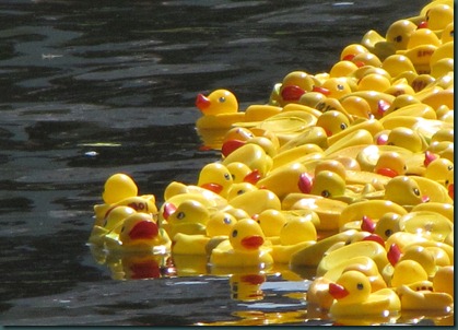 ducks in water910 (3)