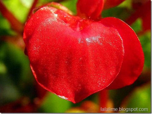 Flower-Leaf-Heart