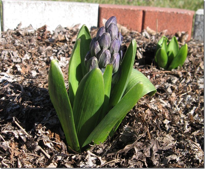 hyacinth 02