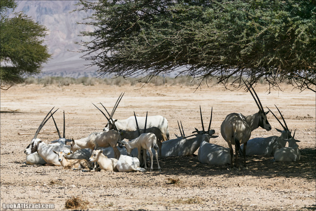 LookAtIsrael.com - Заповедник библейских животных Хай Бар | Hai Bar reserve | חי בר