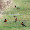 American Robin