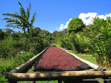 Coffee cherries drying in Boquete