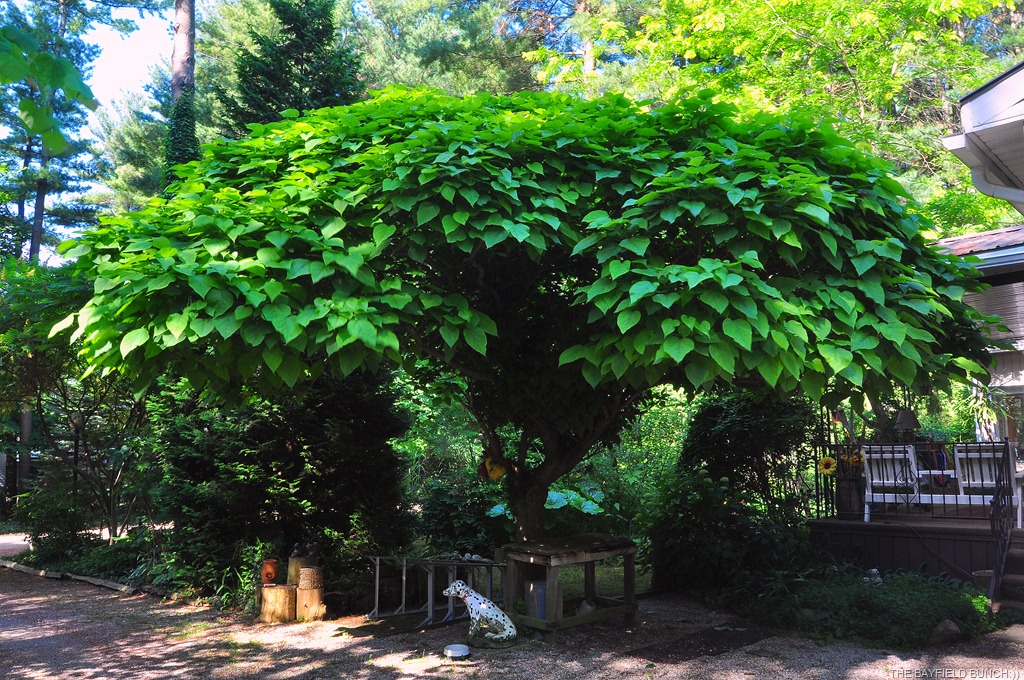 [DSC_0004%255B3%255D.jpg]