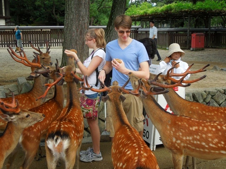 nara-deer-8