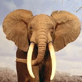 elefante2.jpg