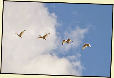 05h - Ibis Overhead