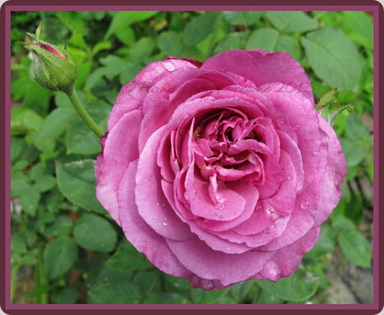 05-22-lavender-rose