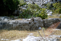 Reise nach Mexiko - 10